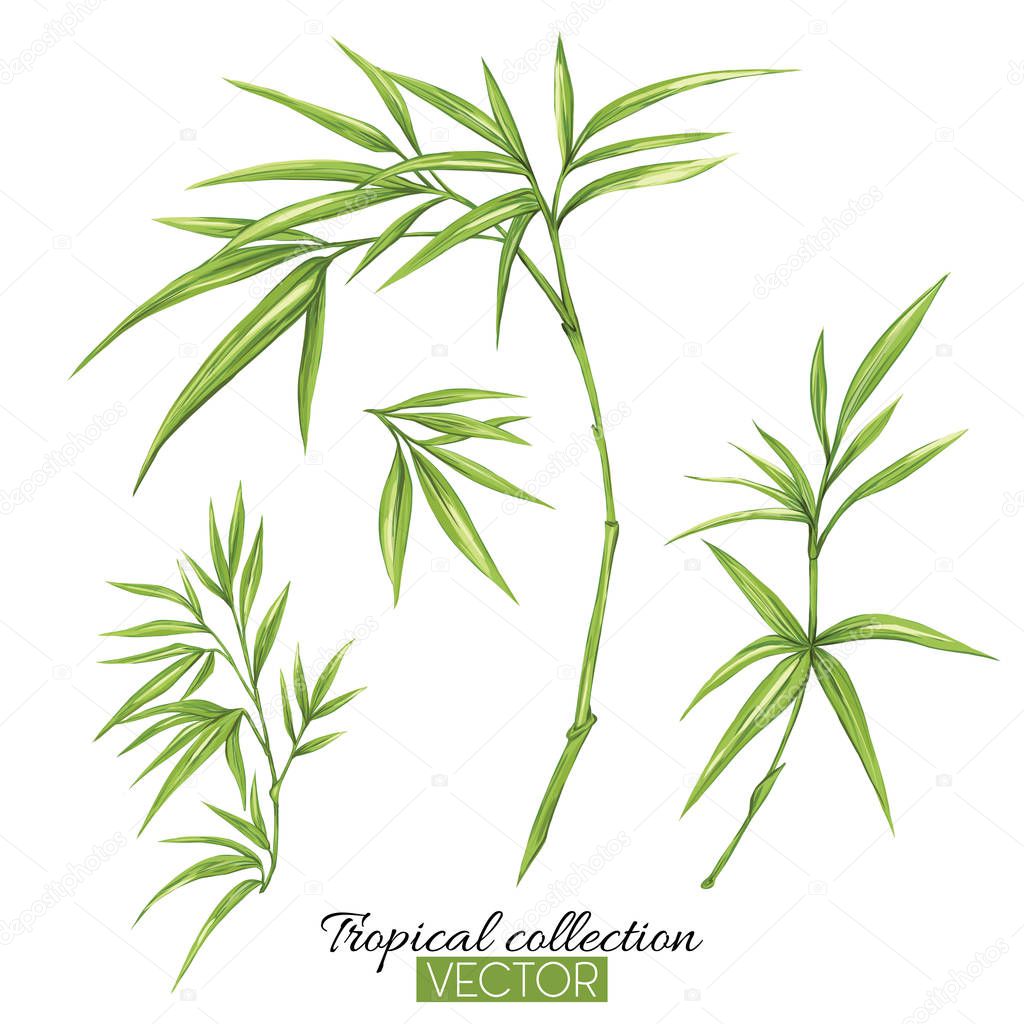 Beautiful hand drawn botanical vector illustration with bamboo.