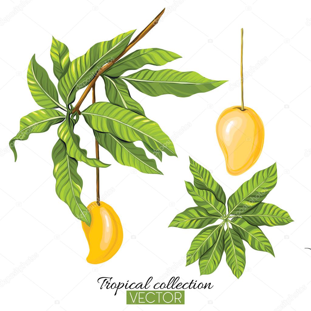 Tropical plant collection vector illustration isolated on white 