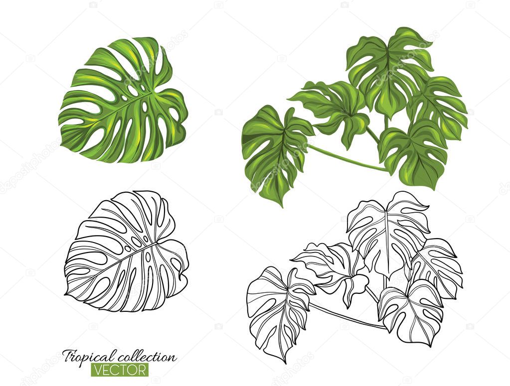 Tropical plant collection vector illustration isolated on white 