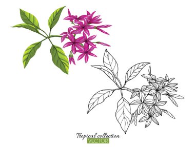 Beyaz izole tropikal bitki koleksiyonu vektör çizim 
