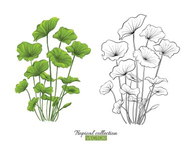 Beyaz izole tropikal bitki koleksiyonu vektör çizim 