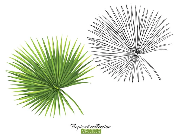Тропическая векторная иллюстрация коллекции растений, изолированная на белом — стоковый вектор