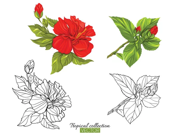 Τροπικό φυτό συλλογή εικονογράφηση διάνυσμα απομονωθεί σε λευκό — Διανυσματικό Αρχείο