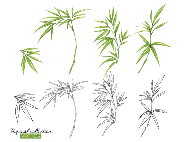 Trópusi növény gyűjtemény vektoros illusztráció elszigetelt fehér — Stock Vector