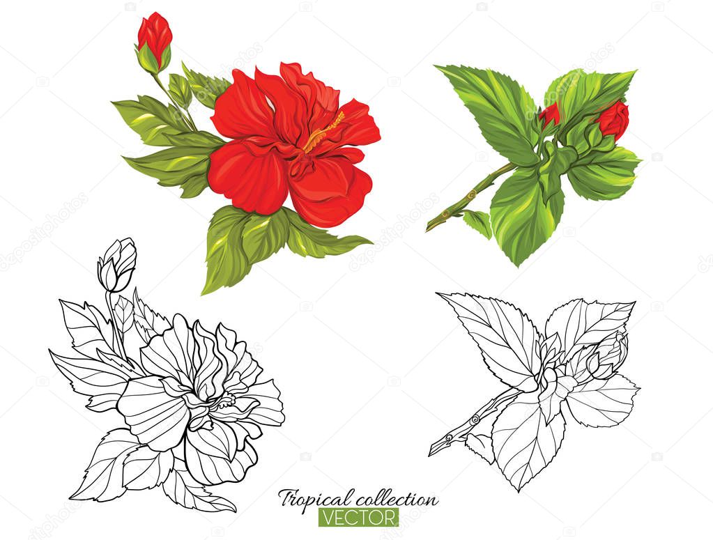 Tropical plant collection vector illustration isolated on white 