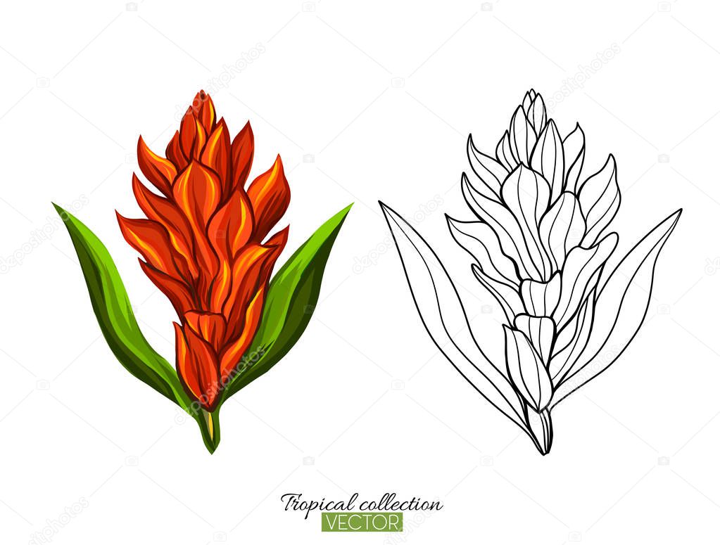 Tropical plant collection vector illustration isolated on white 