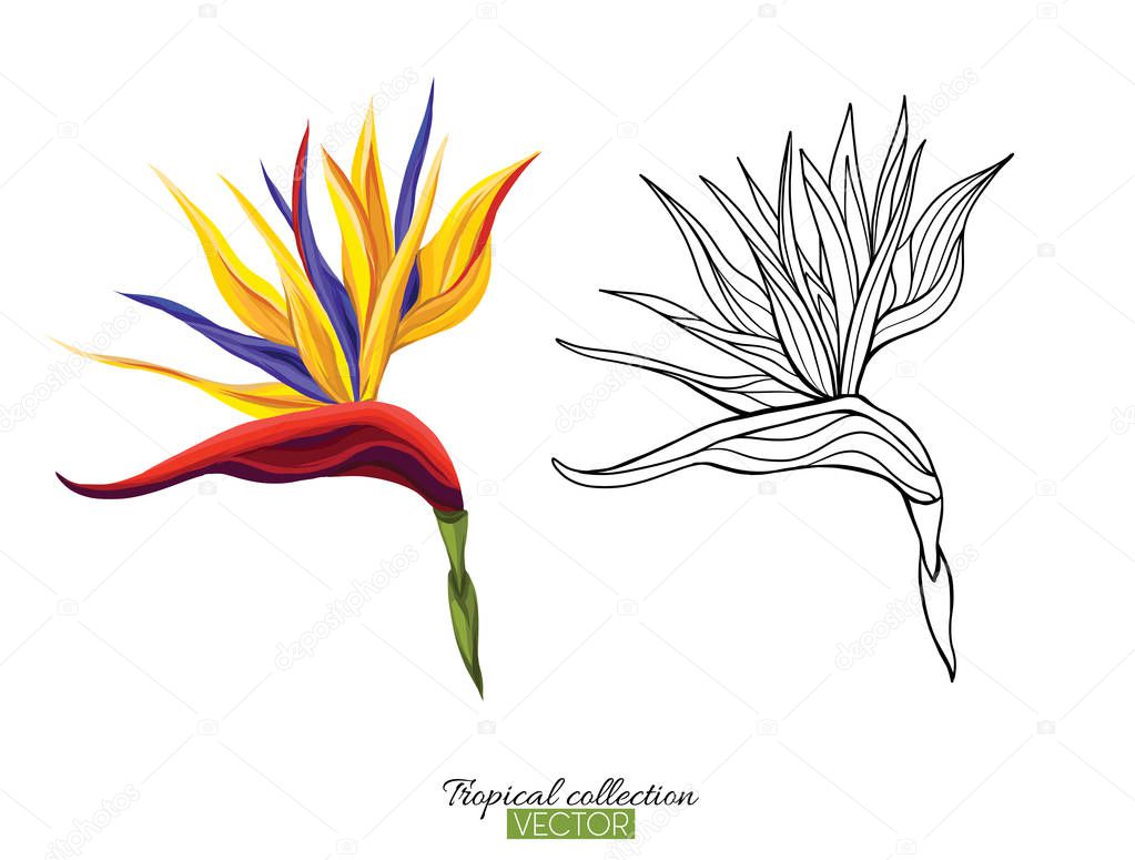 Tropical plant collection vector illustration isolated on white 