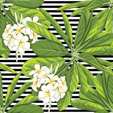 Dikişsiz desen, çizilmiş arka plan beyaz plumeria ile
