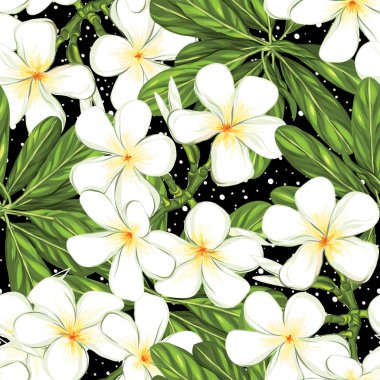 Dikişsiz desen, renkli arka plan beyaz plumeria ile