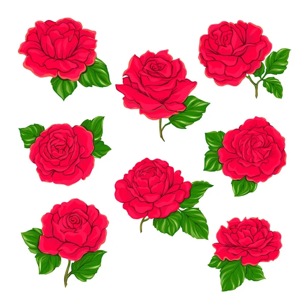 Rosas vermelhas conjunto isolado no fundo branco . —  Vetores de Stock
