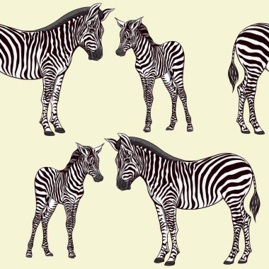 Dikişsiz desen, Yetişkin zebra ve zebra yavrusu arka plan. Vektör çizim.  
