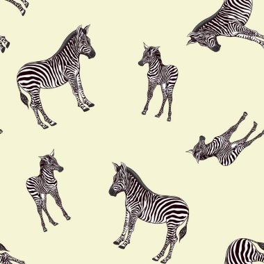Dikişsiz desen, Yetişkin zebra ve zebra yavrusu arka plan. Vektör çizim.  