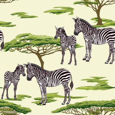 Dikişsiz desen, Yetişkin zebra ve zebra yavrusu arka plan. Vektör çizim.  