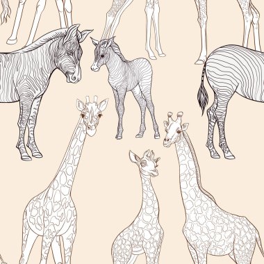 Dikişsiz desen, Yetişkin zebra, zürafa ve zebra ve zürafa arka plan yavrularını. Vektör çizim.  