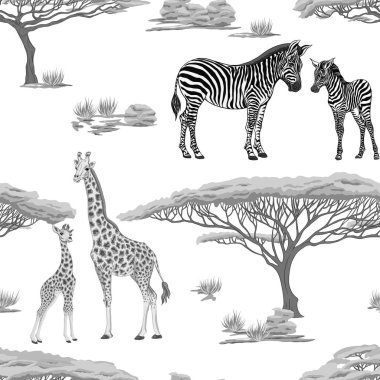 Dikişsiz desen, Yetişkin zebra, zürafa ve zebra ve zürafa arka plan yavrularını. Vektör çizim.  