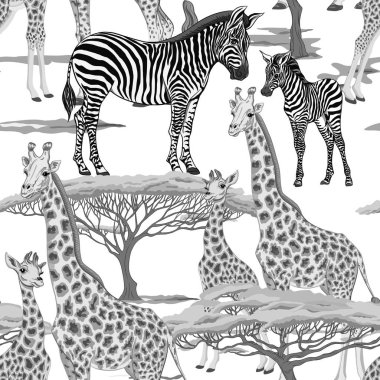 Dikişsiz desen, Yetişkin zebra, zürafa ve zebra ve zürafa arka plan yavrularını. Vektör çizim.  