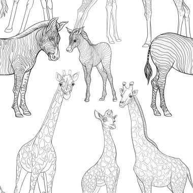 Dikişsiz desen, Yetişkin zebra, zürafa ve zebra ve zürafa arka plan yavrularını. Vektör çizim.  