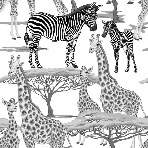 Dikişsiz desen, Yetişkin zebra, zürafa ve zebra ve zürafa arka plan yavrularını. Vektör çizim.  