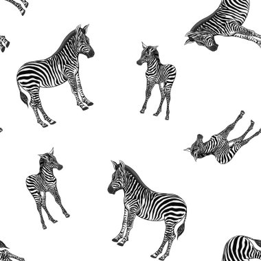 Dikişsiz desen, Yetişkin zebra ve zebra yavrusu arka plan. Vektör çizim.  