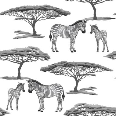 Dikişsiz desen, Yetişkin zebra ve zebra yavrusu arka plan. Vektör çizim.  