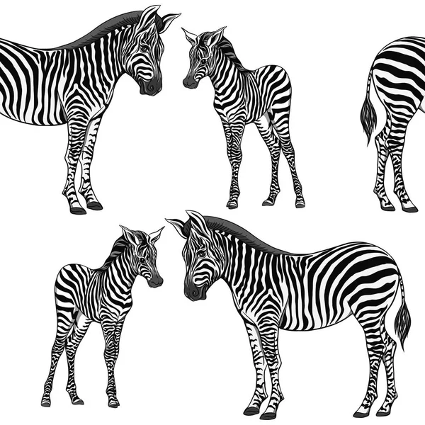 Seamless mönster, bakgrund med vuxen zebra och zebra cub. Vektorillustration. — Stock vektor