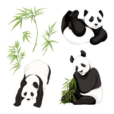 Ayı Panda. Vektör çizim gradyanlar ve saydamlık olmadan.