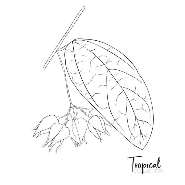 热带植物。植物学风格中的矢量插画. — 图库矢量图片