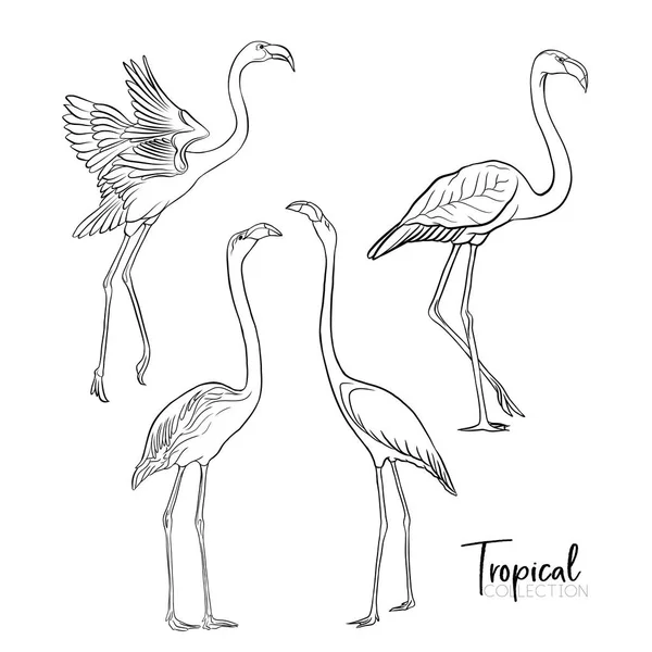 熱帯性の鳥。ベクトル図. — ストックベクタ