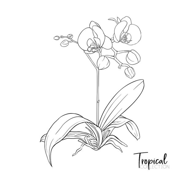Тропическое растение. Векторная иллюстрация в ботаническом стиле
.