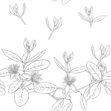 Dikişsiz desen, feijoa çiçek açan çiçekler ile çiçek desenli arka plan