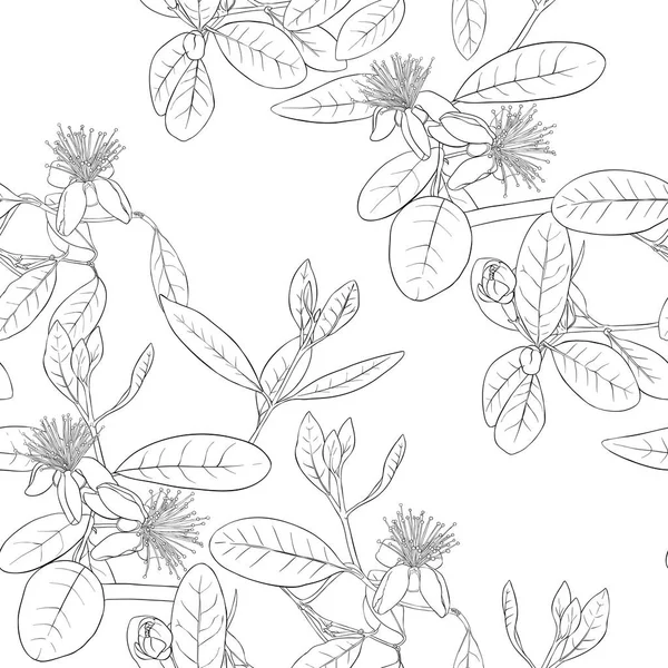 Pola mulus, latar belakang dengan pola bunga dengan bunga mekar feijoa - Stok Vektor
