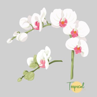 Tropikal bitki. Vektör çizim botanik tarzı.