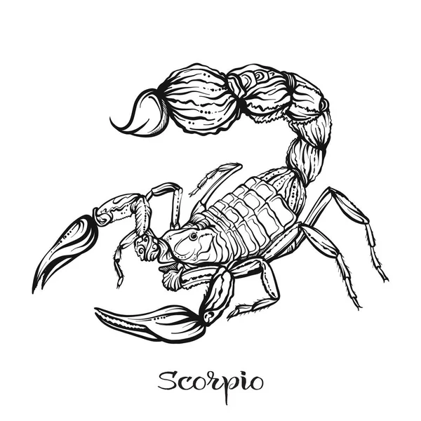 Zodiac tecken. Astrologiska horoskop samling. Vektorillustration — Stock vektor