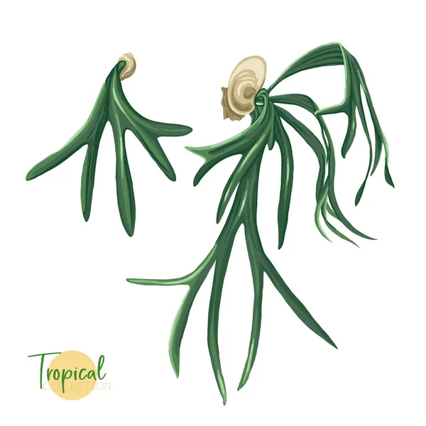 Тропическое растение. Векторная иллюстрация в ботаническом стиле . — стоковый вектор