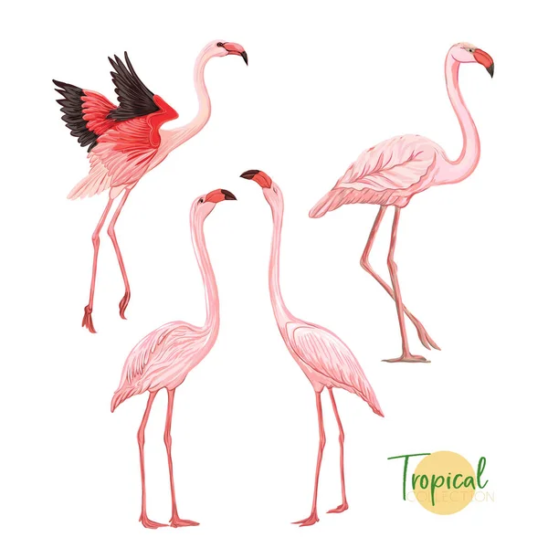 Tropical bird. Vector illustration. — Stock Vector