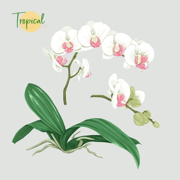 Trópusi növény. Vektoros illusztráció botanikai stílusban. — Stock Vector