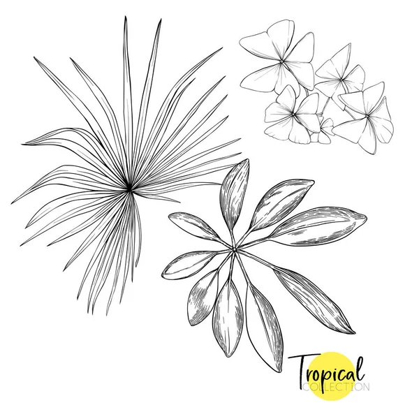Tropisk växt. Vektorillustration i botaniska stil. — Stock vektor