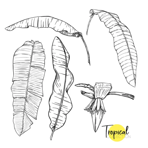 热带植物。植物学风格中的矢量插画. — 图库矢量图片
