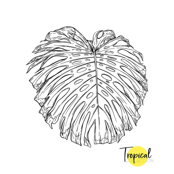 Plante tropicale. Illustration vectorielle en style botanique . — Image vectorielle