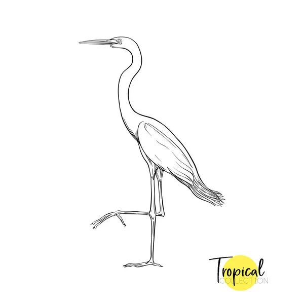 Tropische vogel. Vectorillustratie. — Stockvector