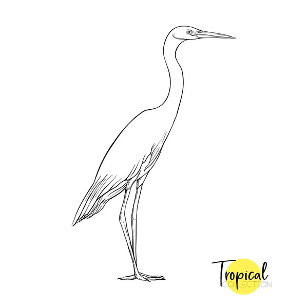 Tropik kuş. Vektör çizim. — Stok Vektör