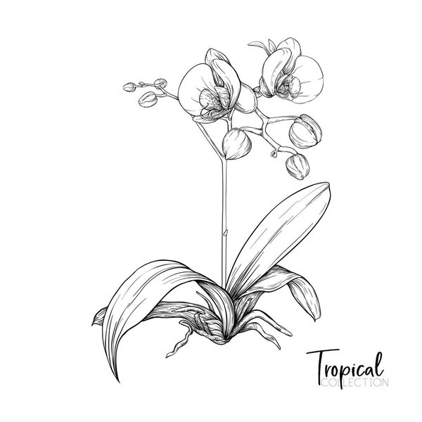 Тропическое растение. Векторная иллюстрация в ботаническом стиле
.