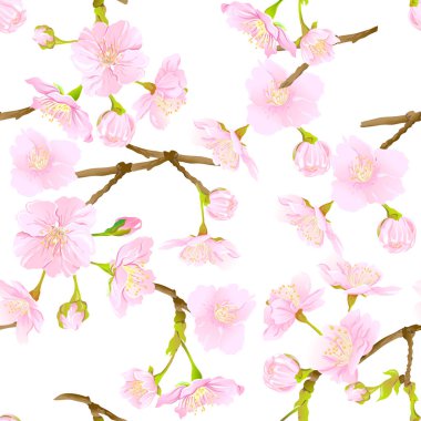 Dikişsiz desen, yumuşak gül pembe renkte çiçek açan ile arka plan kiraz Japon sakura. Hisse senedi vektör çizim. Beyaz arka plan üzerinde izole.
