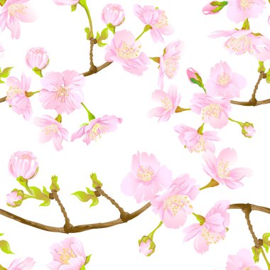 Dikişsiz desen, yumuşak gül pembe renkte çiçek açan ile arka plan kiraz Japon sakura. Hisse senedi vektör çizim. Beyaz arka plan üzerinde izole.