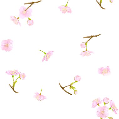 Dikişsiz desen, yumuşak gül pembe renkte çiçek açan ile arka plan kiraz Japon sakura. Hisse senedi vektör çizim. Beyaz arka plan üzerinde izole.