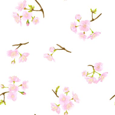 Dikişsiz desen, yumuşak gül pembe renkte çiçek açan ile arka plan kiraz Japon sakura. Hisse senedi vektör çizim. Beyaz arka plan üzerinde izole.