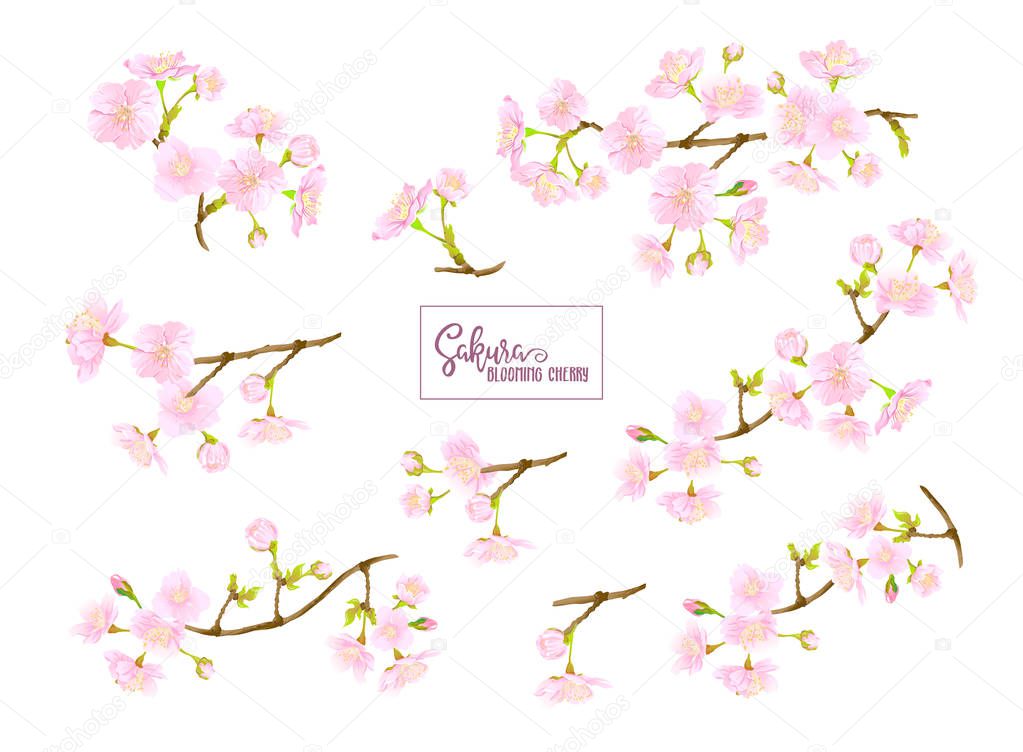 Set of blooming cherry japanese sakura. Stock vector illustration. Isolated on white background.