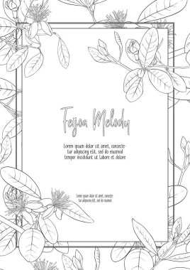 Desen, feijoa çiçekler ile arka plan ile. Vektör çizim gradyanlar ve saydamlık olmadan. Anahat el çizimi. Sayfa boyama kitabı theadult için boyama için iyi.