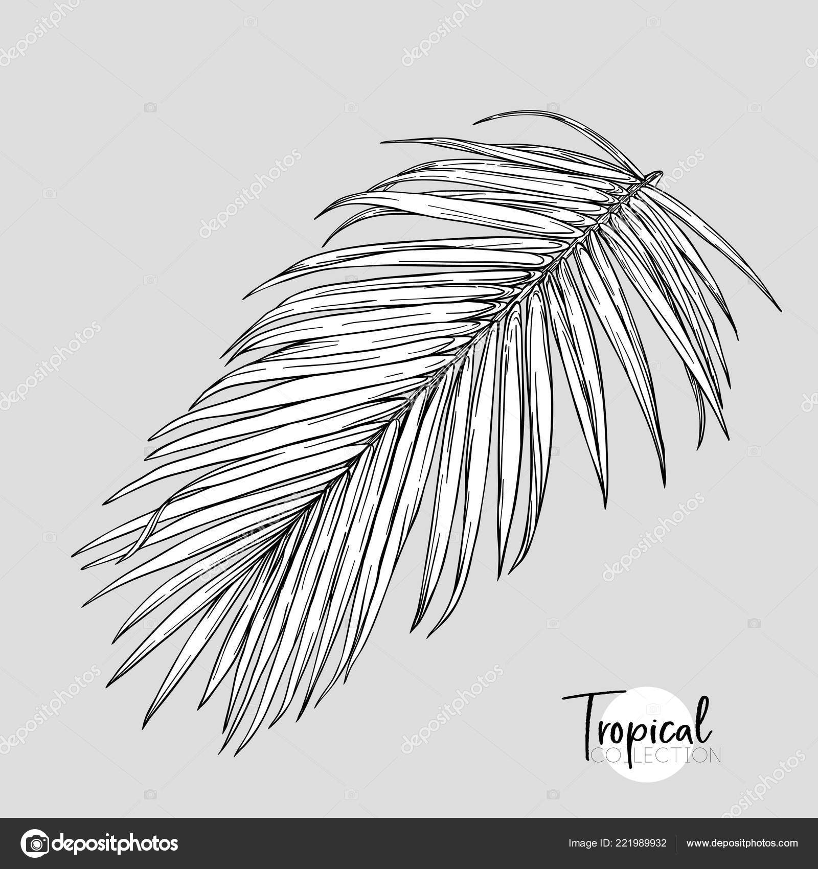 Palm Leaf Tropical Plant Vector Illustration Botanical Style Outline Graphic Vector Image By C Elenabesedina Vector Stock