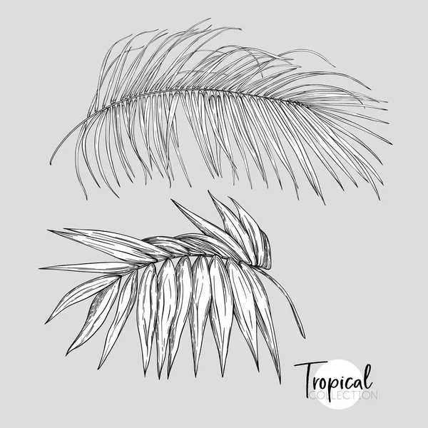 棕榈叶 热带植物 植物风格的向量例证 图形绘制 — 图库矢量图片
